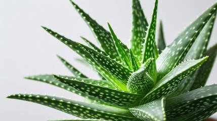  a close up of a green plant with water droplets on it's leaves and a white wall in the background.