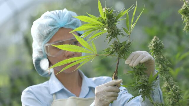 Researcher cutting fresh marijuana flowers with scissors Cannabis Leaf Trimming For medical and commercial purposes. Pharmaceutical industry.