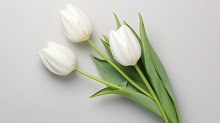 Fototapeta premium White tulips on isolated white background. Mother's day concept
