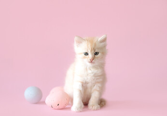 cute red kitten on a pink background. funny photo of kittens