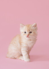 Obraz premium cute red kitten on a pink background. funny photo of kittens