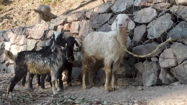 Himalayan Tahr, Domestic Goat (Capra aegagrus hircus). Vibrant Himalayan mountain goats in rural Uttarakhand. Livestock scene.