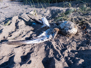 Fototapeta na wymiar Dead gannet washed ashore at Narin beach by Portnoo, County Donegal, Ireland