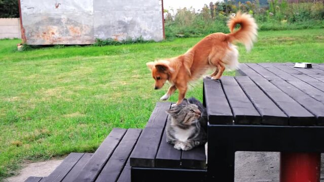The cat sits and looks at the walking near dog. Animals relationships. Master of territory and position. Brave pet concept. Friendly relationship. High quality 4k footage