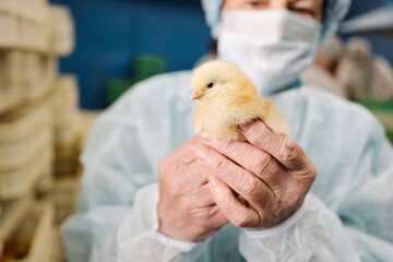 Veterinarian wearing protective suit and holding chicken in hand