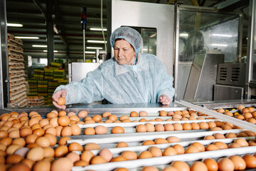 Veterinarian examining quality of eggs in factory