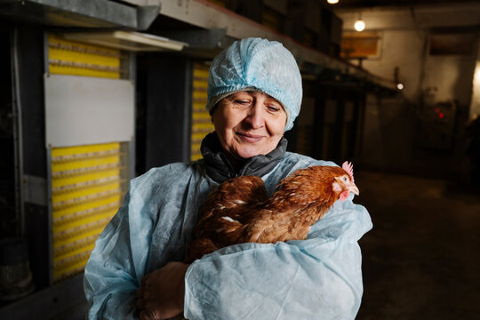 Smiling veterinarian holding hen in poultry farm