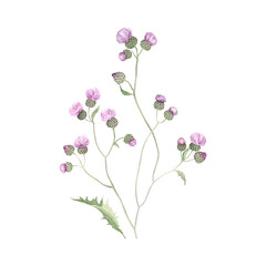 Branch Centaurea Scabiosa, wild plant, isolated watercolor illustration, hand drawn delicate blossom plant with leaf for invitation or greeting cards, botanical design element.