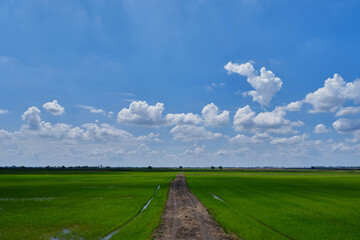 Fototapeta na wymiar Rice field green landscape, agriculture farm, Nature beautiful outdoor Asia countryside