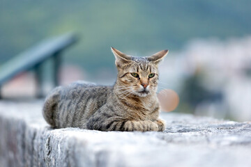 Stray cat in Old Town of Kotor, Montenegro