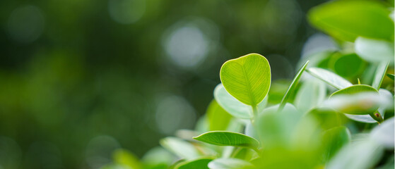 Green background leaf abstract spring plant nature of green leaves.