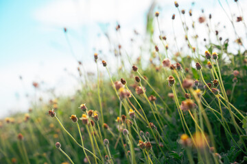 Flower field, meadow flowers in soft warm light. Autumn landscape blurry nature background.