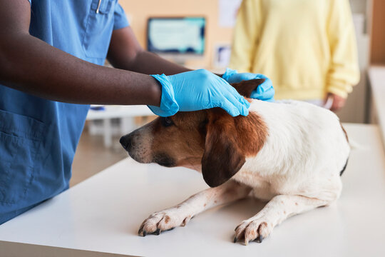 Veterinarian wearing gloves and examining dog in clinic