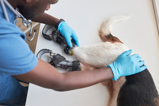 Veterinarian examining disabled dog's prosthetic equipment in clinic