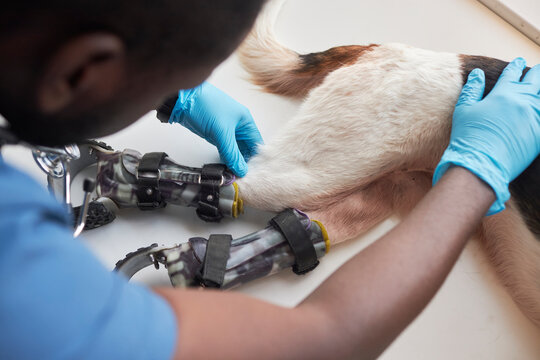 Veterinarian examining dog's prosthetic equipment on table in clinic