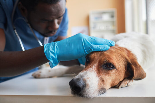 Veterinarian wearing gloves and examining beagle dog on table in clinic