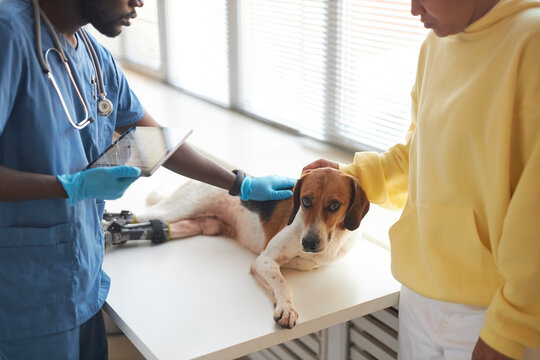 Veterinarian holding tablet PC and discussing over disabled beagle dog with owner in clinic