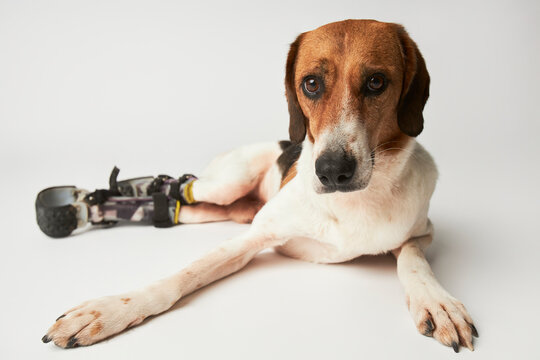 Disabled beagle dog wearing prosthetic equipment against white background