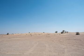 Fototapeta na wymiar Lisaili empty quarter seamless desert sahara in Dubai UAE middle east with wind paths and sand hills newly planted trees shades under protection