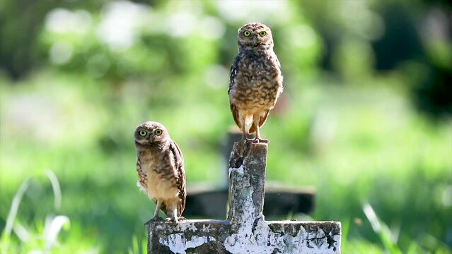 Burrowing owl (Athene cunicularia) perched on the cemetery cross in video with natural ambient sound.