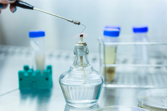 Scientist sterilizing inoculation loop at laboratory