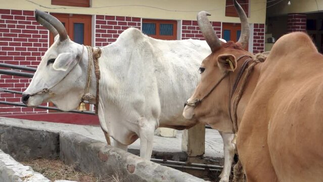 Badri cow with long horns tethered by rope and nasal rope in Uttarakhand village