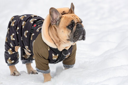A French bulldog walks in the snow in a warm jacket in the cold