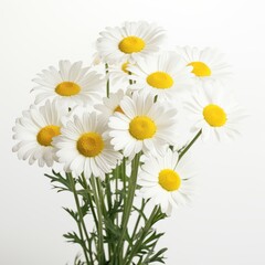 Obraz premium Fresh Chamomiles on white background
