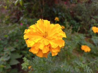 Marigold is a very useful and easily grown flowering plant.  It is mainly an ornamental crop.It is grown for loose flowers, garlands and landscaping. Yellow marigold flower on plant