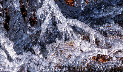 Tree branch covered with ice. Glaciated tree branches, consequences after freezing rain.