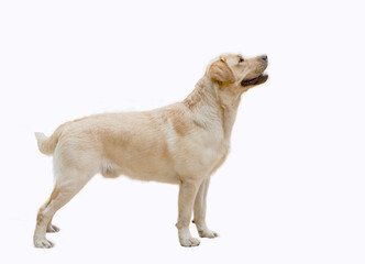 A Labrador Retriever dog on a white background