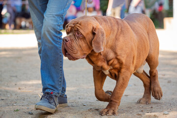 Dogue de Bordeaux or French mastiff at a dog show.