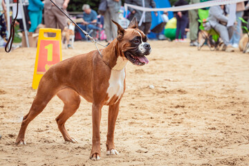German Boxer dog at a dog show