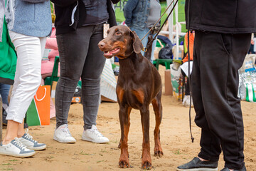 A young Doberman at a dog show. 