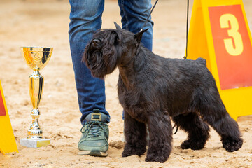 A cute young miniature Schnauzer showing off during a dog show