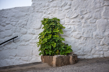 Schefflera Pflanze an einer weißen Wand 