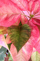 Bright Pink Poinsettia Christmas flower, seasonal, traditional