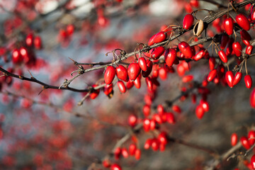 Gałązki krzewów z czerwonymi owocami zimą. - obrazy, fototapety, plakaty