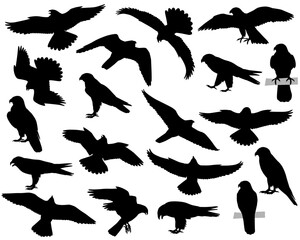 Collection of silhouettes of peregrine falcon or peregrine birds