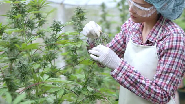 Researcher or farmer trims marijuana leaves and inspect the marijuana plants in the greenhouse Extraction of cannabis products, pharmaceutical industry.