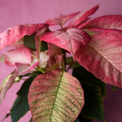 Bright Pink Poinsettia Christmas flower, seasonal, traditional