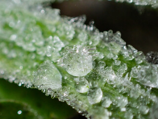 Gotas de agua congeladas. Planta verde con agua congelada. Escarcha matinal