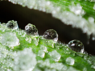 Gotas de agua congeladas. Planta verde con agua congelada. Escarcha matinal