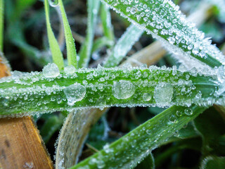 Gotas de agua congeladas. Planta verde con agua congelada. Escarcha matinal - obrazy, fototapety, plakaty