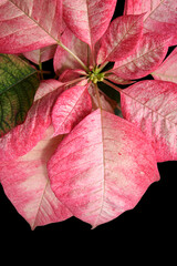 Bright Pink Poinsettia Christmas flower, seasonal, traditional