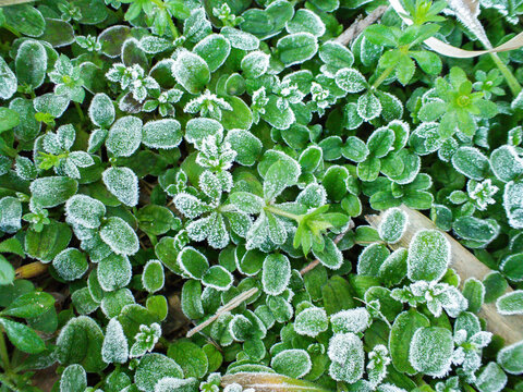 Plantas verdes en escarcha. Fr&iacute;o invernal