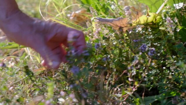 A woman hands picking thyme herbs in the grass in the wild outdoor