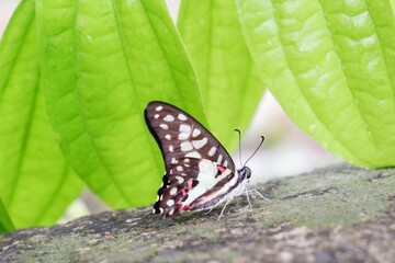 Graphium doson, the common jay, is a black, tropical papilionid (swallowtail) butterfly with pale blue semi-transparent central wing bands that are formed by large spots.