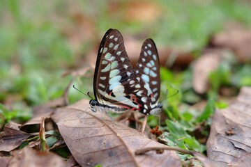 Graphium doson, the common jay, is a black, tropical papilionid (swallowtail) butterfly with pale blue semi-transparent central wing bands that are formed by large spots.