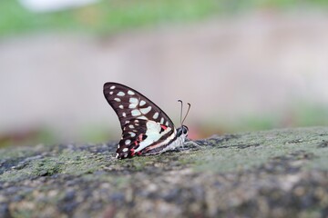 Fototapeta na wymiar Graphium doson, the common jay, is a black, tropical papilionid (swallowtail) butterfly with pale blue semi-transparent central wing bands that are formed by large spots.